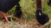 Projeto conseguiu ajudar a reprodução da ave takahē na Nova Zelândia
