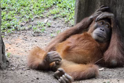 Inicialmente, a varíola de macacos é transmitida por contato com macacos infectados ou roedores, e é mais comum em países africanos. Antes do surto atual, somente quatro países fora do continente tinham identificado casos na história