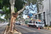Árvore com parte do tronco arrancado na Avenida Santo Amaro, em São Paulo