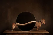 Na categoria Estúdio, a imagem de um salsicha conquistou os jurados