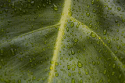 As pragas de jardim costumam aparecer na primavera, período de fertilidade das plantas. Se passarem despercebidas, causam estragos nas folhas e caules e favorecem o surgimento de doenças