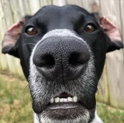 Esse é o Leroy. Ele ficou um pouco "sério" para a foto