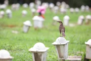 Dia de Finados: Cemitérios do DF recebem milhares para homenagens