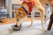Segundo o veterinário Thiago, a qualidade do alimento pode ser alterada 