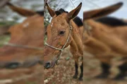 PCDF resgata dois burros e um cavalo vítimas de maus-tratos