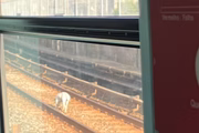 Cachorro invade trilhos da Linha Vermelha do Metrô e atrasa operação
