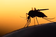 Parasita que causa a malária é transmitido por mosquitos do gênero Anopheles
