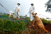 Coveiros se preparam para mais um sepultamento de vítima da Covid-19 em Goiânia