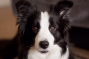 Ben avisou que, se um Border Collie não estiver ocupado, ele pode ficar um pouco "maluco"