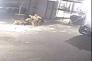 Policiais seguem com a briga, mesmo sendo mordidos pelos cães 