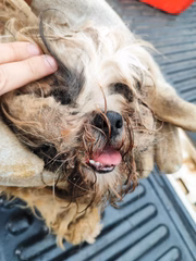 Mulher é multada por maus tratos a York e Shih tzu
