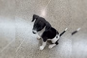 Eles não tinham qualquer tipo de cuidado veterinário