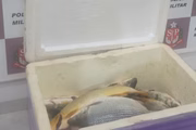 Peixes pescados durante a piracema foram apreendidos em Presidente Epitácio; pescados foram doados ao Recanto do Vovô