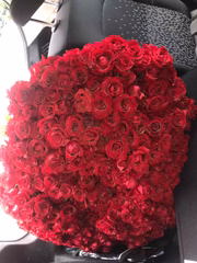 Foram 500 rosas