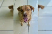 Caso aconteceu no Gama