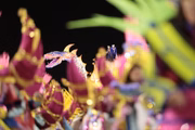 Paraíso do Tuiuti abre 2ª noite de desfile exaltando a cultura do Pará