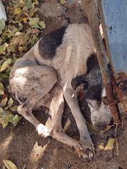 Cães são largados sem comida e água, além de doentes, por tutora em Presidente Prudente (SP)
