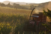 O uso deles é aconselhável, somente, via pulverização em lavouras de algodão, arroz, feijão, amendoim, café, cana-de-açúcar, soja, tomate, trigo e outras