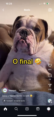Reação de cachorro Wesley ao ser acordado viraliza na web