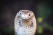 Brasil não tem soro para o animal