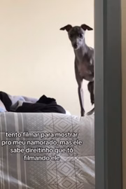 Quando seu tutor sai de casa 
