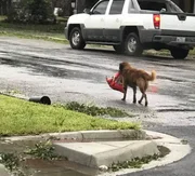 Um cão sobreviveu ao fenômeno e foi flagrado andando com saco de ração