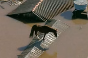 O bicho estava sem comer ou beber água por quatro dias
