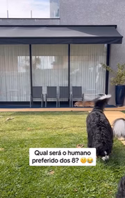 8 cachorros escolhem humano preferido