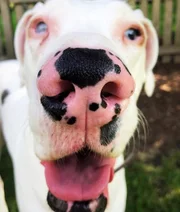 Esse "senhorzinho" brilhou na página com seu focinho pintado