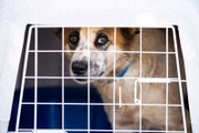 Segundo voluntários, todos os pets já haviam sido adotados antes de embarcarem a Brasília e, inclusive, com todas as vacinas em dia