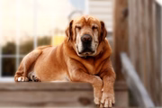 Podemos dizer que um cachorro com sete anos é idoso