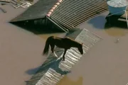 O bicho estava sem comer ou beber água por quatro dias