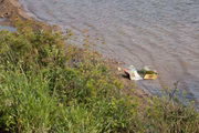 Lixo das margens polui o lago