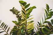 Também é necessário se atentar ao espaço que o vaso proporciona para o crescimento da planta. Recipientes apertados sufocam as raízes