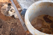 Relatório da Organização para Alimentação e Agricultura das Nações Unidas (FAO) mostra que 61,3 milhões de brasilerio são atingidos pela insegurança alimentar
