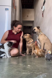 Galinha, cachorro, gato e calopsita são alguns deles 