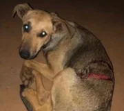 Imagens mostram cachorros mal-tratados nas dependências do Exército