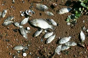 Peixes mortos ocuparam parte da orla do Lago Paranoá
