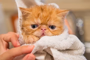 Os banhos não precisam ser dados com frequência, podendo ter um intervalo de 3 meses devido a natureza "higiênica do gato"