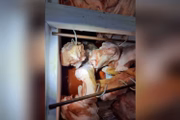 Polícia investiga furto de gado em Goiás