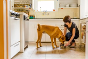 Alguns especialistas, no entanto, afirmam que várias refeições por dia são importantes para os cães 