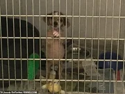 A assistente veterinária Jessie DeFreitas, que participou do resgate, se apaixonou pela pequena vira-lata