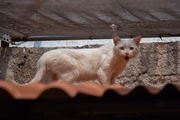 Crianças aprendem na prática sobre o cuidado com os animais e o respeito ao meio ambiente