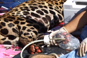 Tratamento com uso de ozônio para recuperar a integridade das patas da onça-pintada