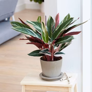 A Calathea Triostar não dispensa uma boa umidade e altas temperaturas, mas se adapta bem a ambientes de sombra. A luz solar direta pode fazer com que as belíssimas cores das folha se apaguem. Devem ser regadas moderadamente com água, à temperatura ambiente 