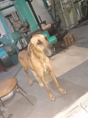O cachorro Thor foi levado da fábrica em São José do Rio Preto