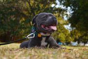 Ele ficou conhecido após o tutor, John Klug, postar vídeos do dia a dia do cão