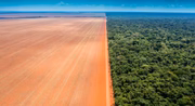 Trinta anos do Dia da Biodiversidade marca recorde de desmatamento 