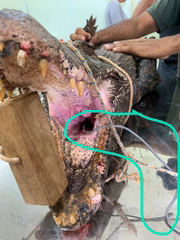 Animal passou por cirurgia nesta terça-feira