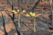 Pés de Hippeastrum goianum, mais conhecida como Amarilis do Cerrado, surgiram em meio ao cenário de destruição